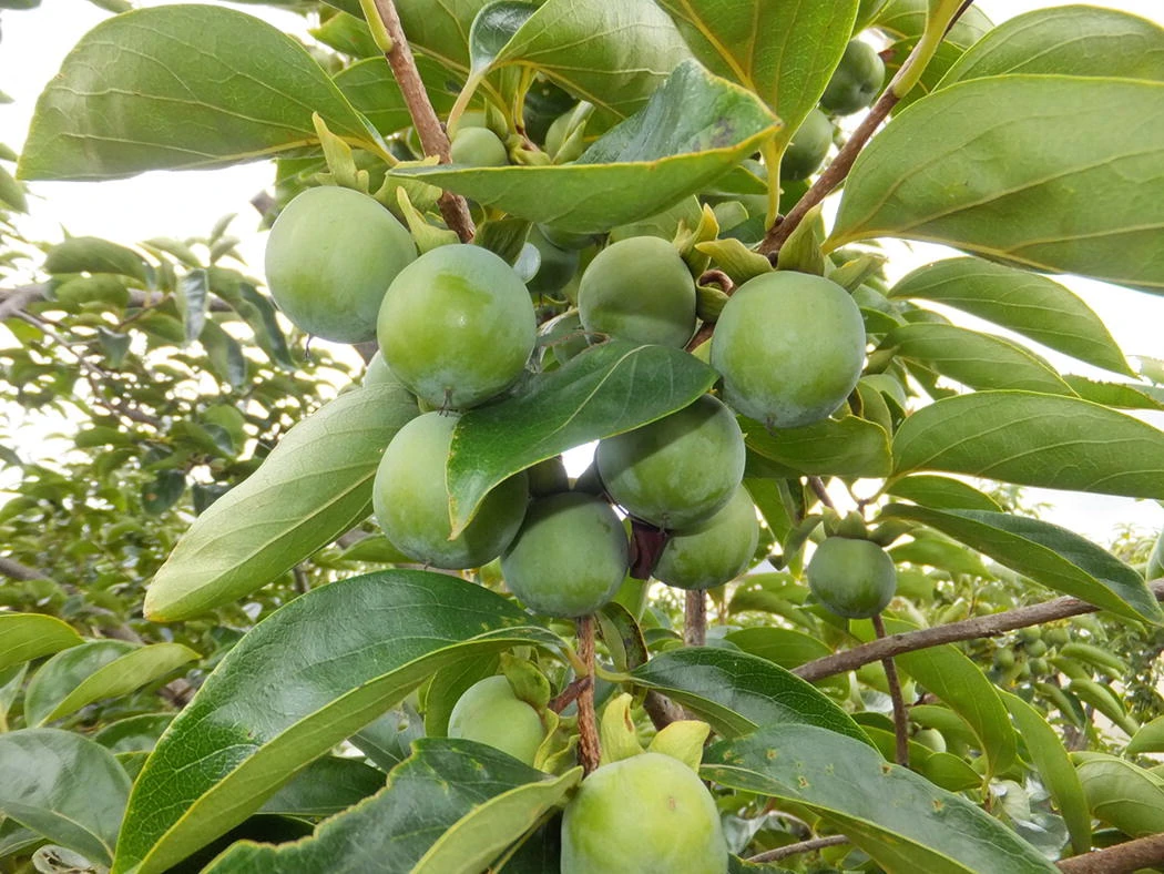 Clusters of unripe green persimmons hanging among broad leaves on the tree