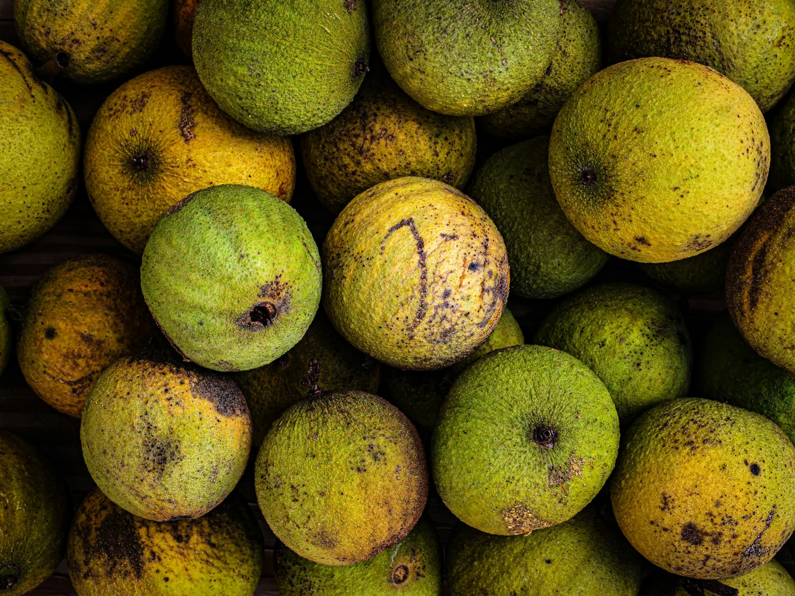 A tight cluster of round black walnut hulls in various stages of green-to-brown ripening, seen from above