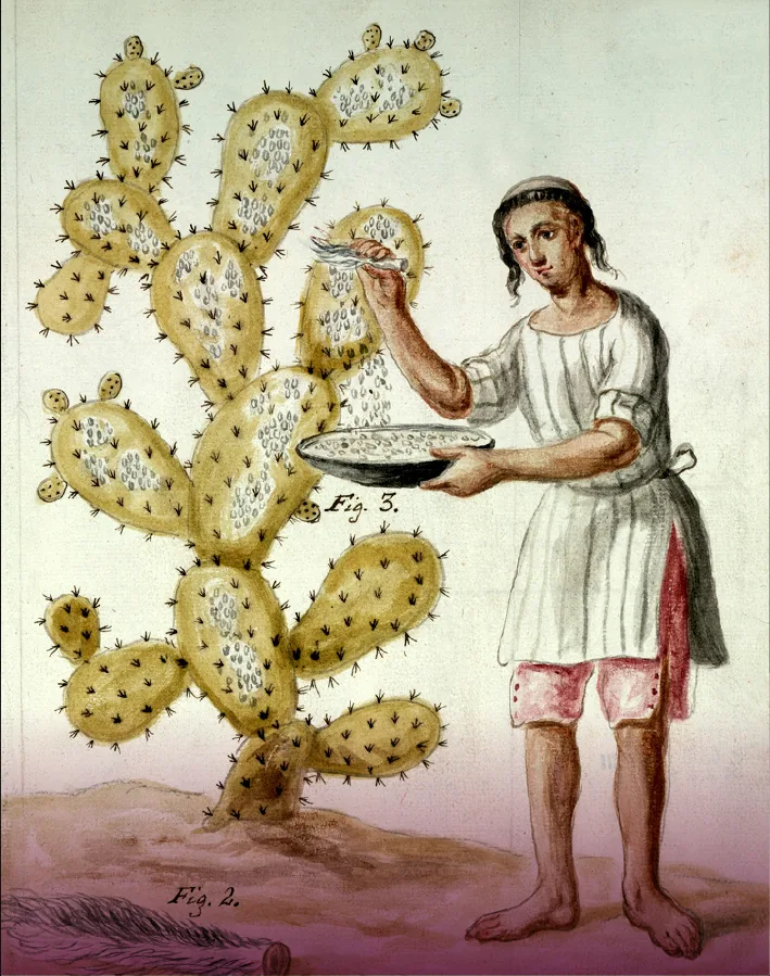 Historical illustration of a worker brushing cochineal insects off a nopal pad into a bowl