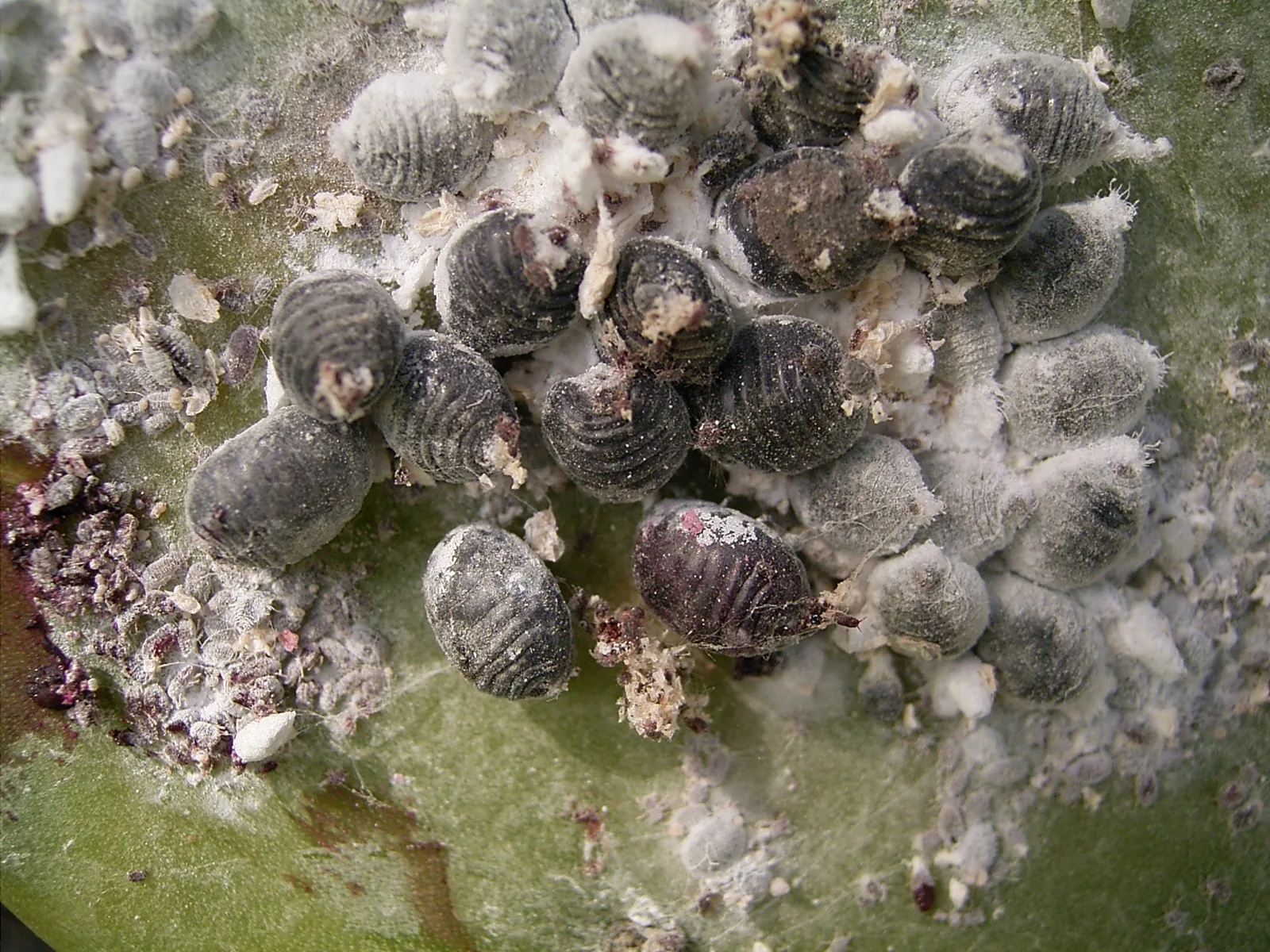 Dactylopius coccus cochineal insects on a nopal cactus pad, covered in white waxy camouflage