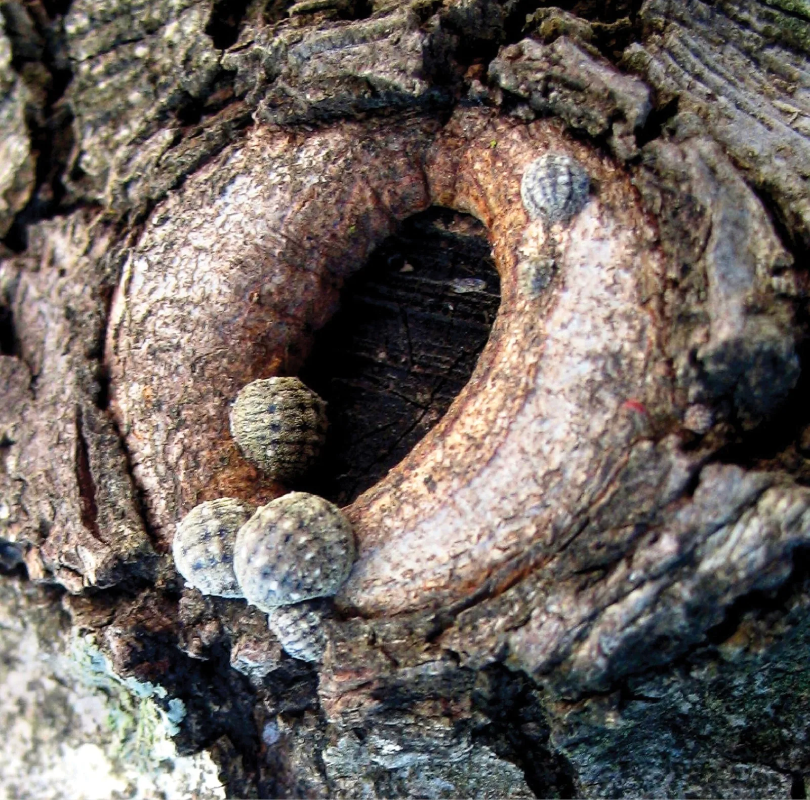 Kermes insects clustered on a kermes oak branch, resembling small round seeds