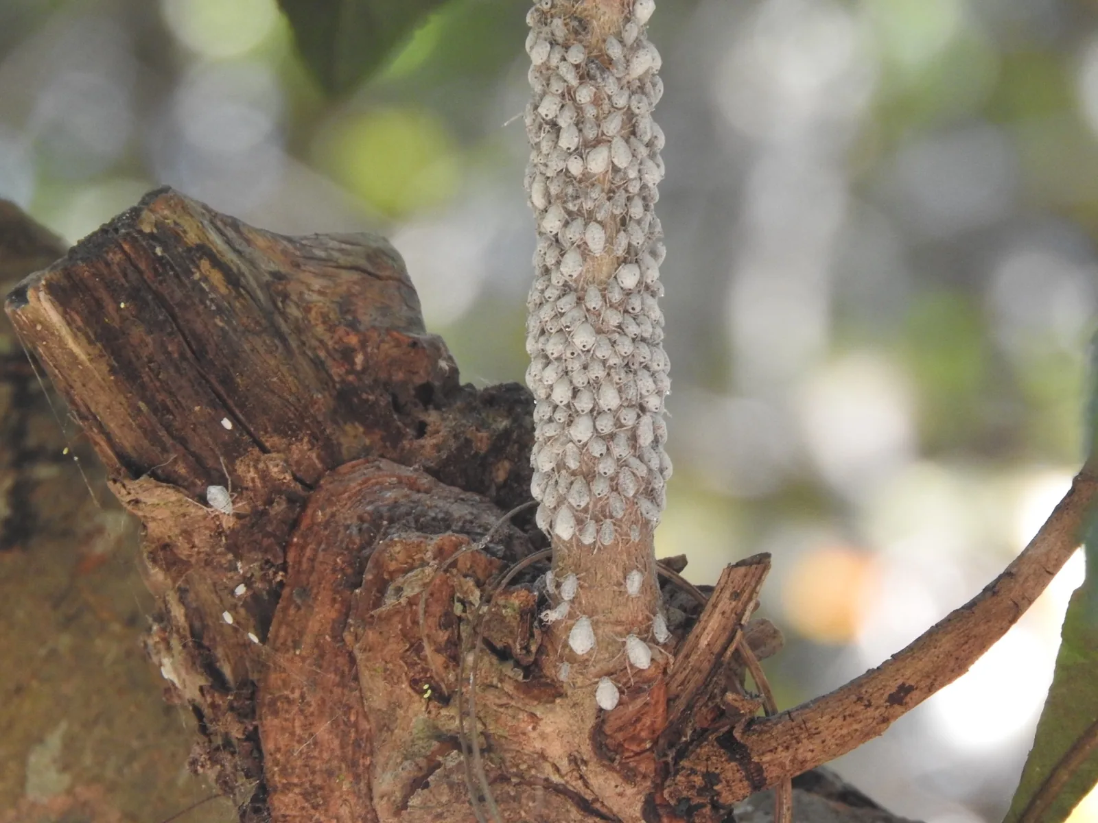 Lac insects encrusting a host tree branch, coating it in a sticky crimson resin