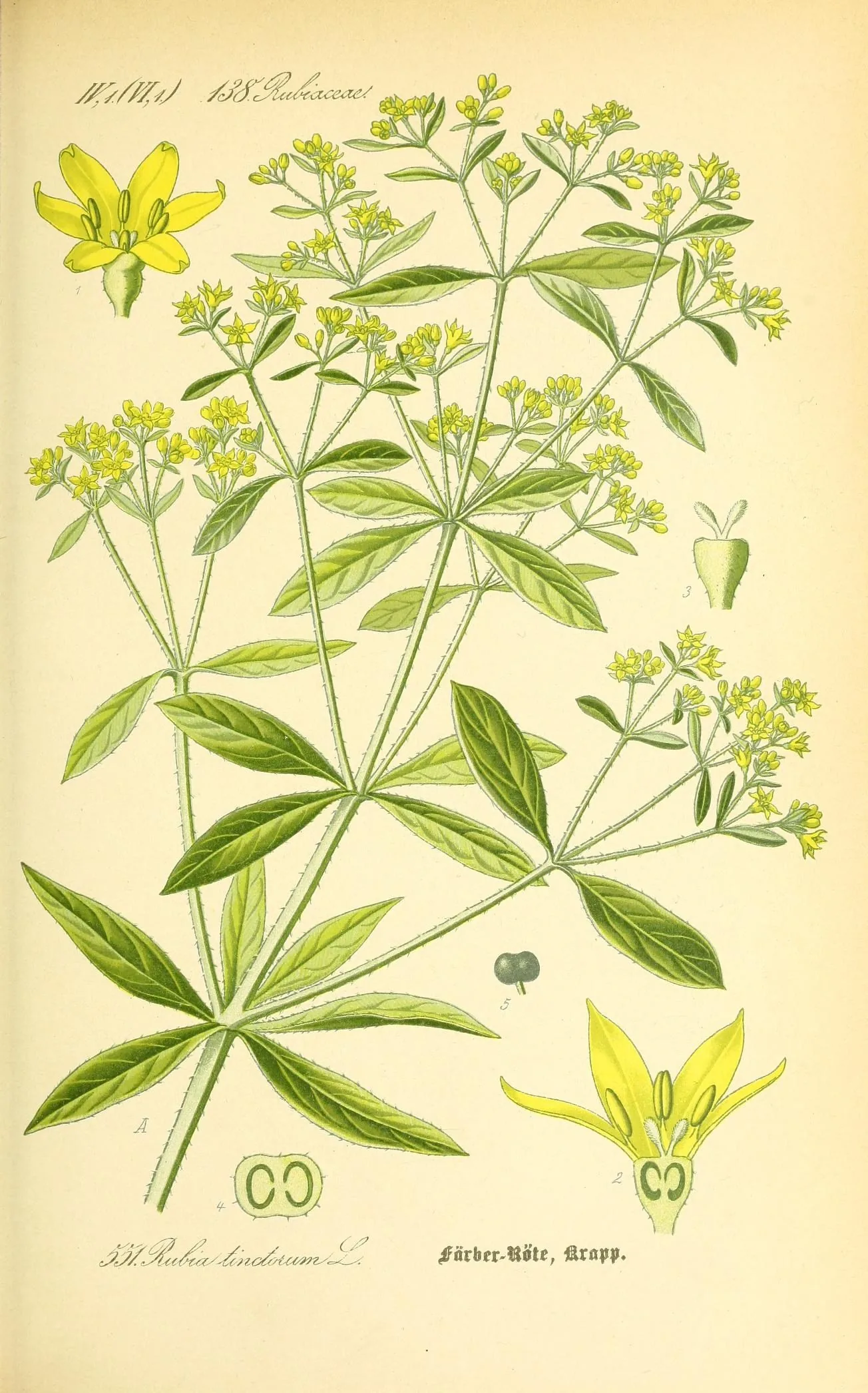 Rubia tinctorum, the madder plant, illustrated by Ernst Hans Ludwig Krause