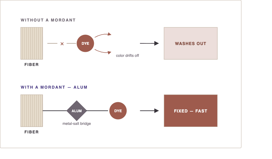 Diagram comparing an unmordanted dye that washes out of fiber to a mordanted dye permanently fixed to fiber through an alum bridge