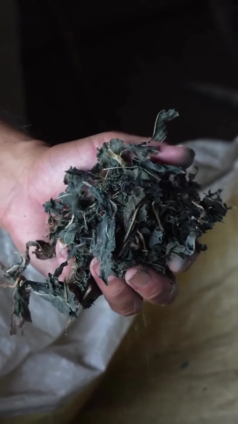 Dried indigo pigment still