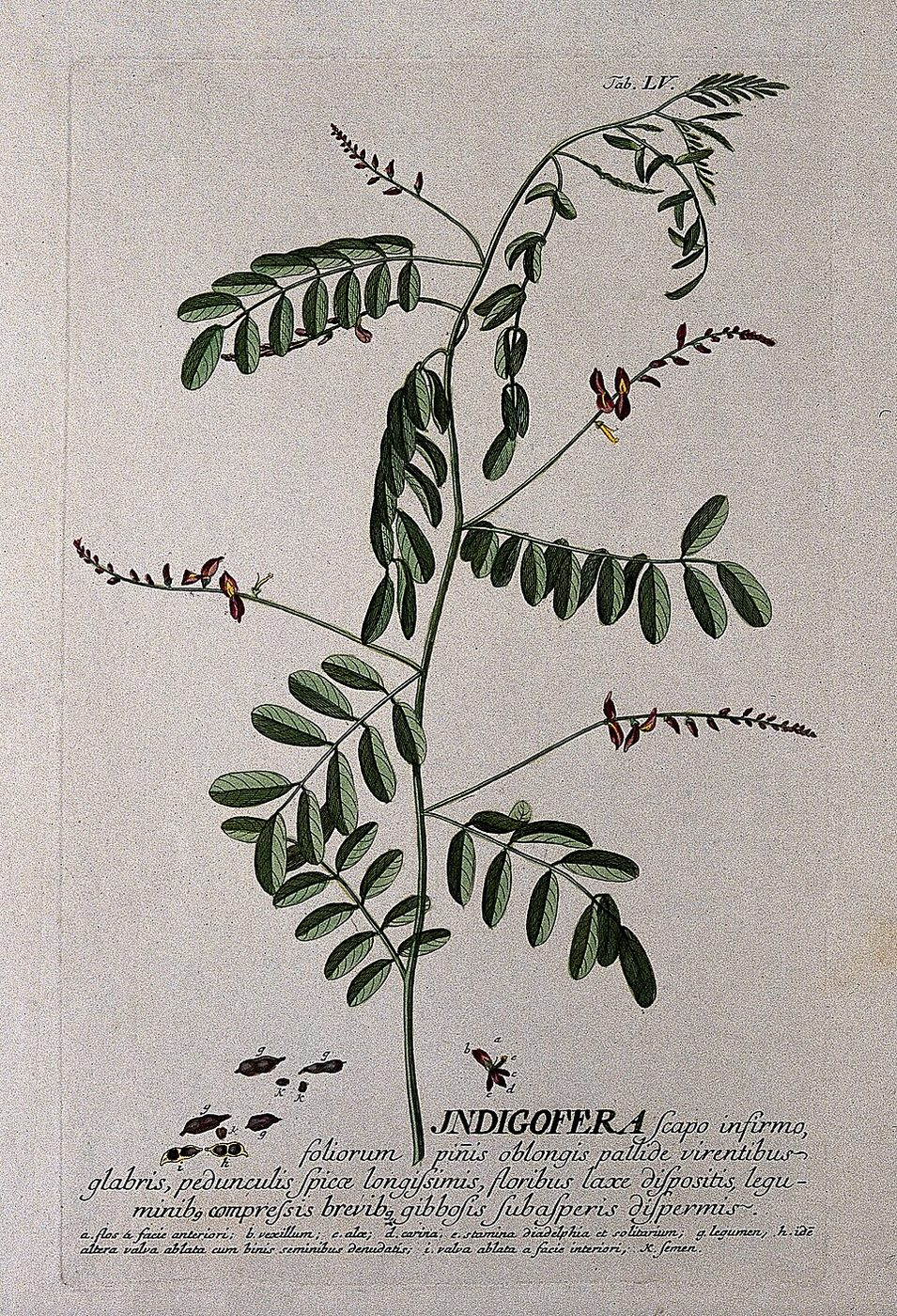 Botanical engraving of Indigofera tinctoria, the indigo plant, showing its flowering stem and seed pods, circa 1750