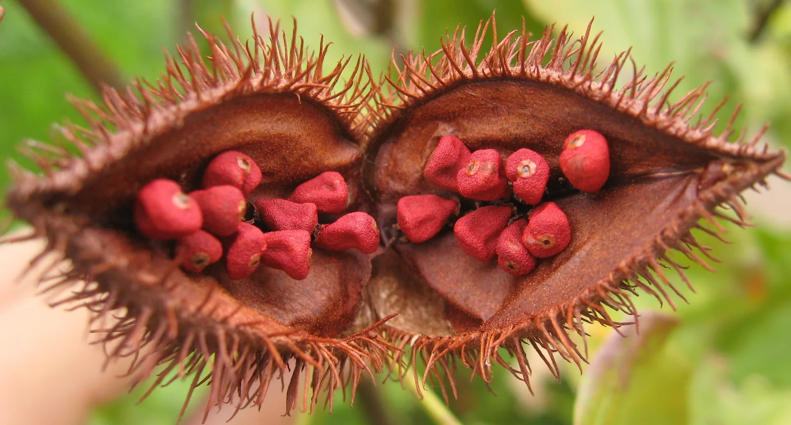 Annatto seeds, the source of bixin, the pigment that colors food more often than cloth today