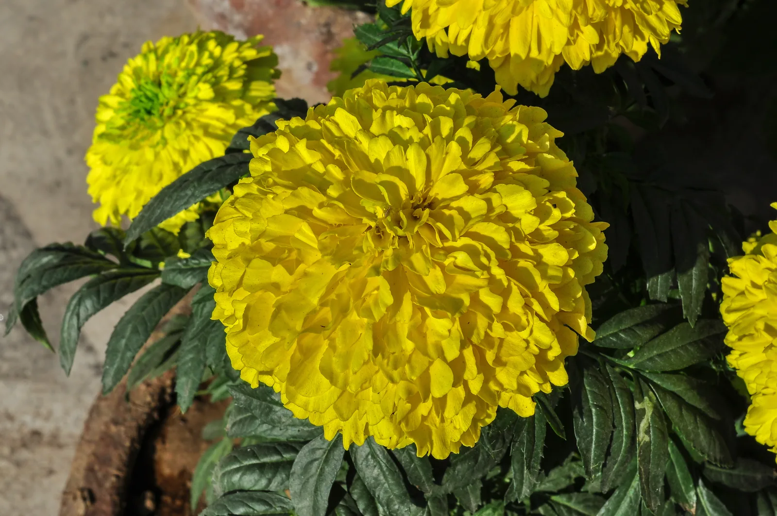 Cempasúchil in full bloom, grown for Día de los Muertos ofrendas more than for its pigment