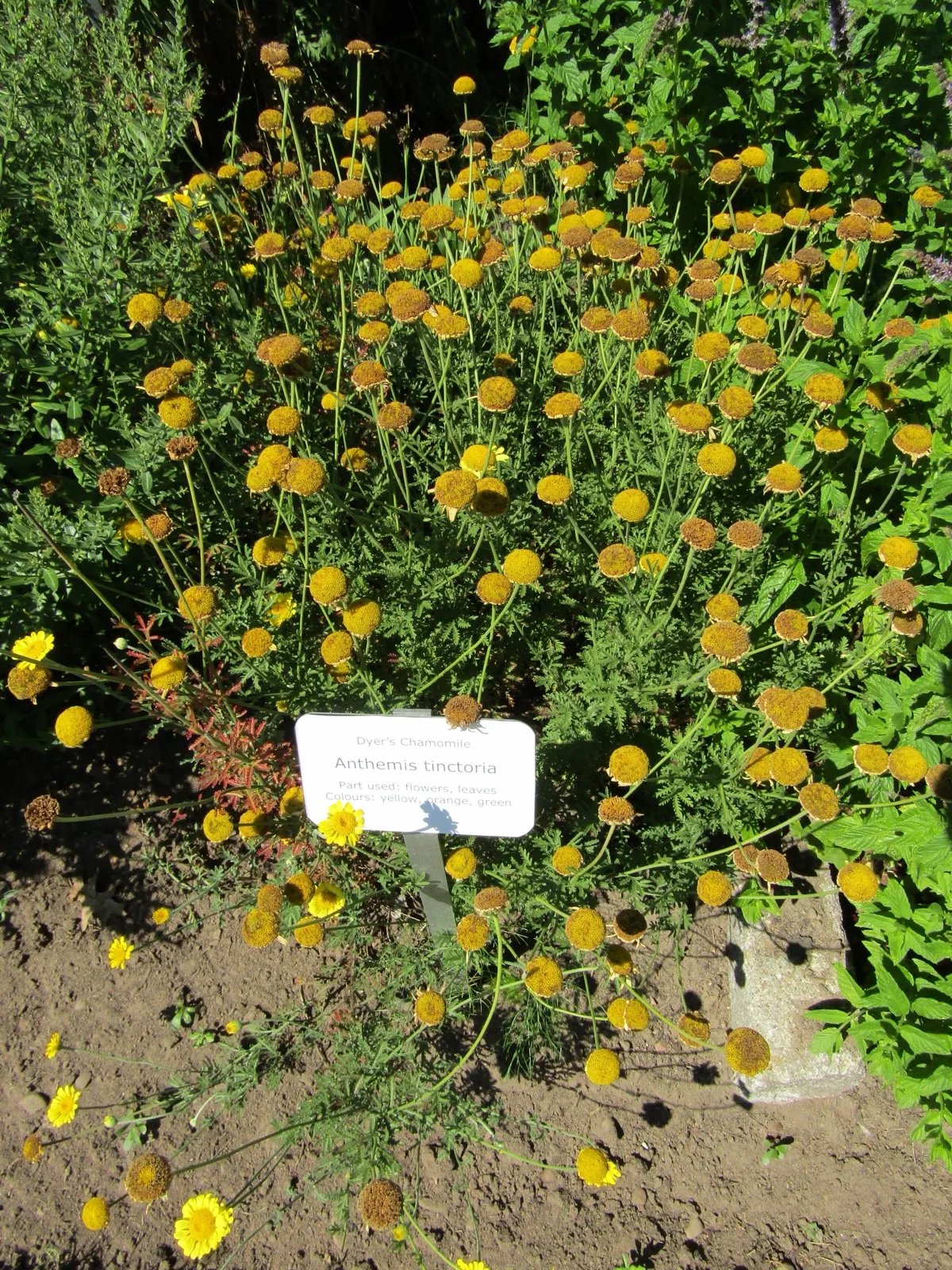 Garden tag reads Anthemis tinctoria, the older name still used in most horticultural sources for Cota tinctoria