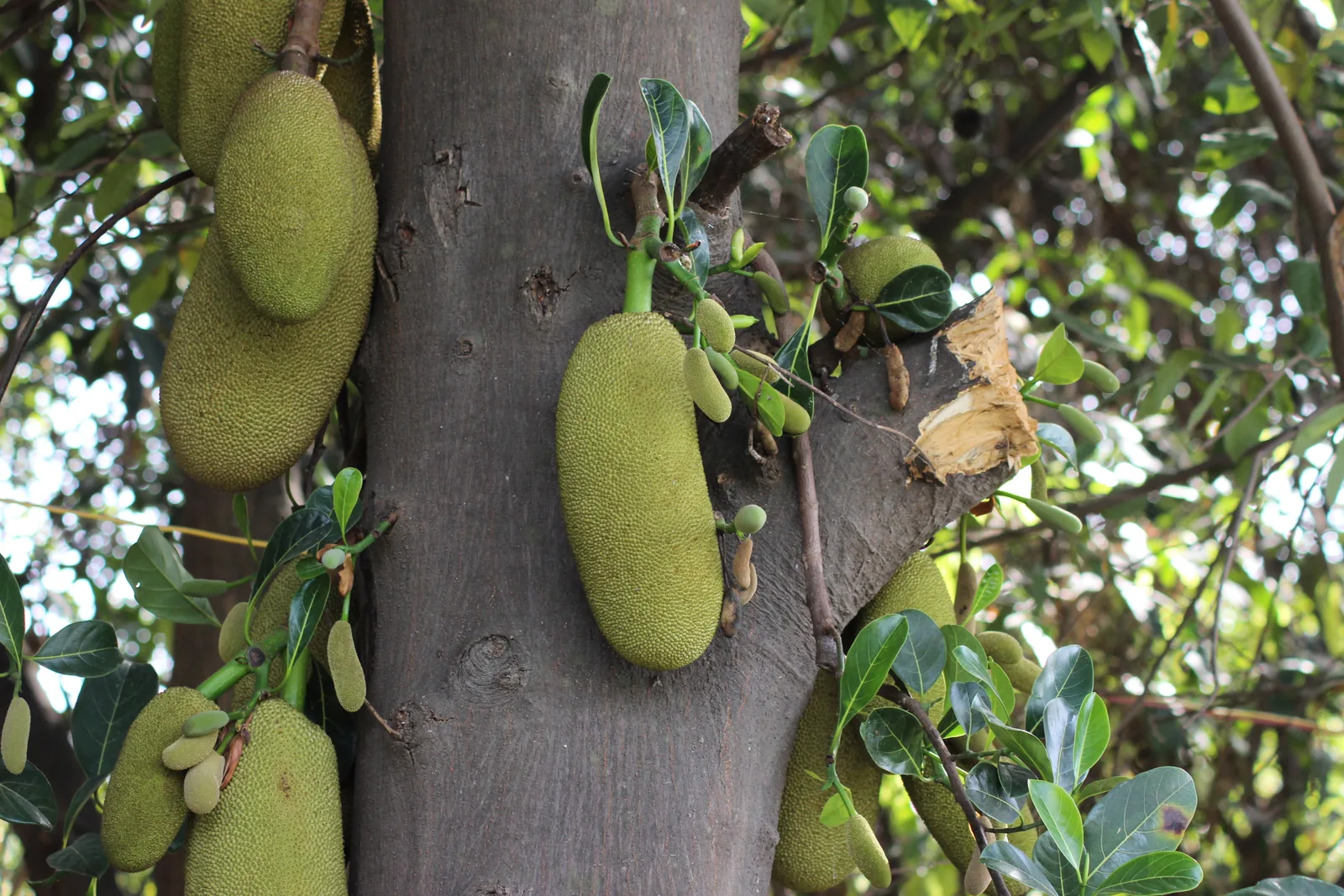 Jackfruit hanging directly from the trunk, the same species whose heartwood still dyes forest monks' robes in Thailand