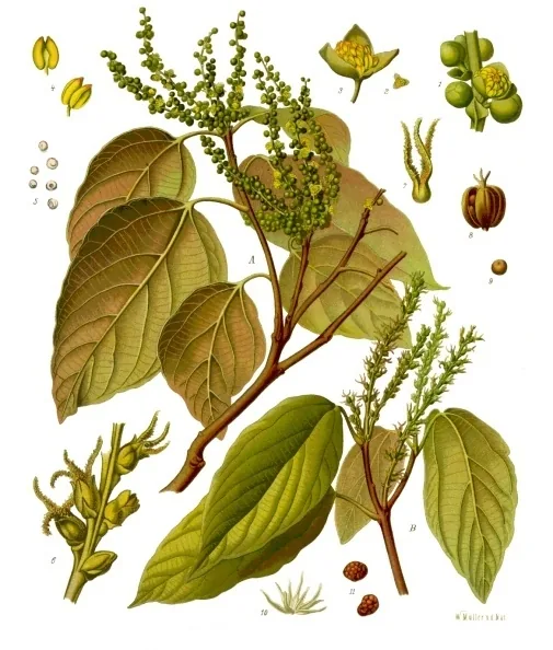 Mallotus philippensis, illustrated with the fruit clusters that carry rottlerin in their glandular hairs
