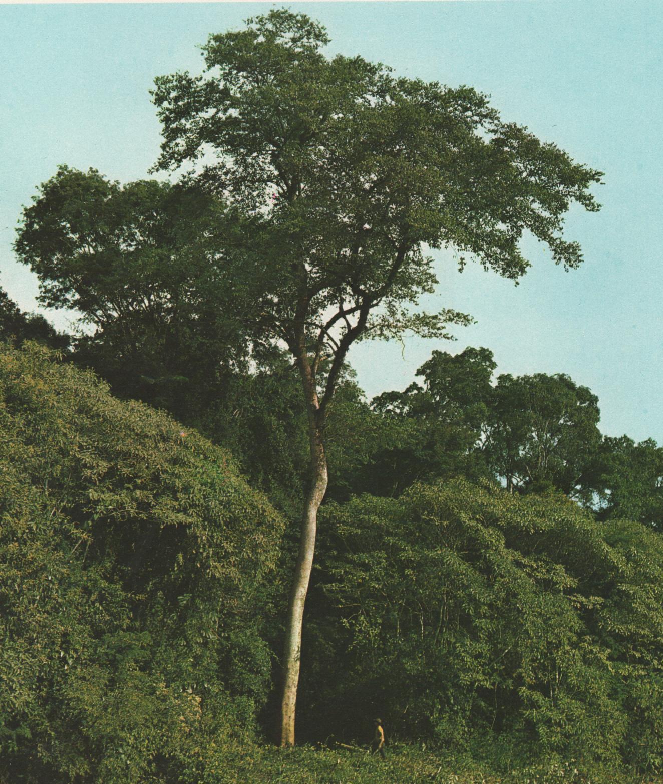 Old fustic still standing tall in secondary forest