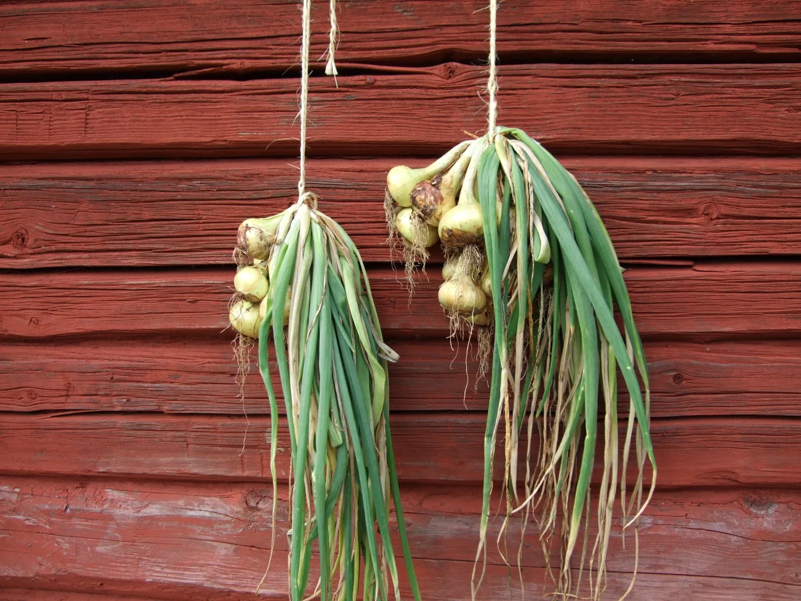 Onions curing with their skins on, the dry outer layers where the quercetin concentrates