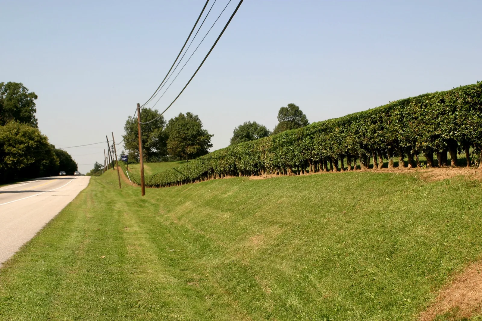 Osage orange hedge at Winterthur in Delaware, still maintained in traditional nineteenth-century style