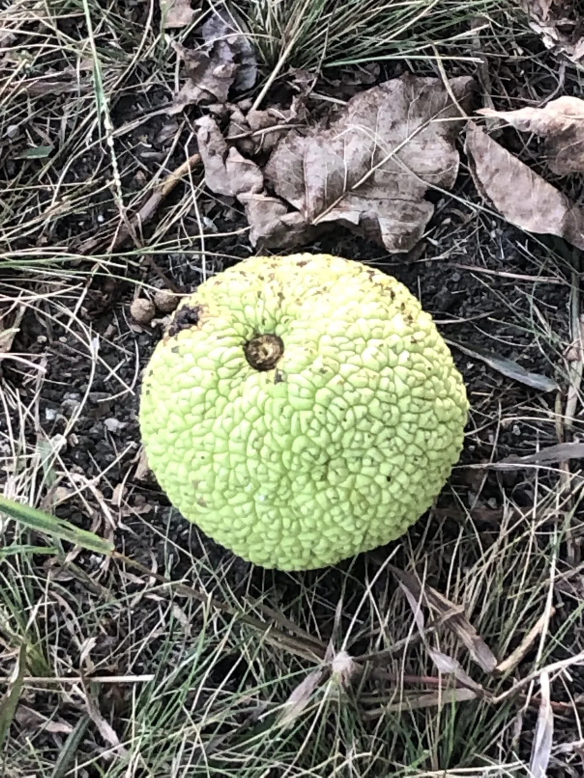 Osage orange, its rind bumpy and pale green before it weathers to yellow-brown