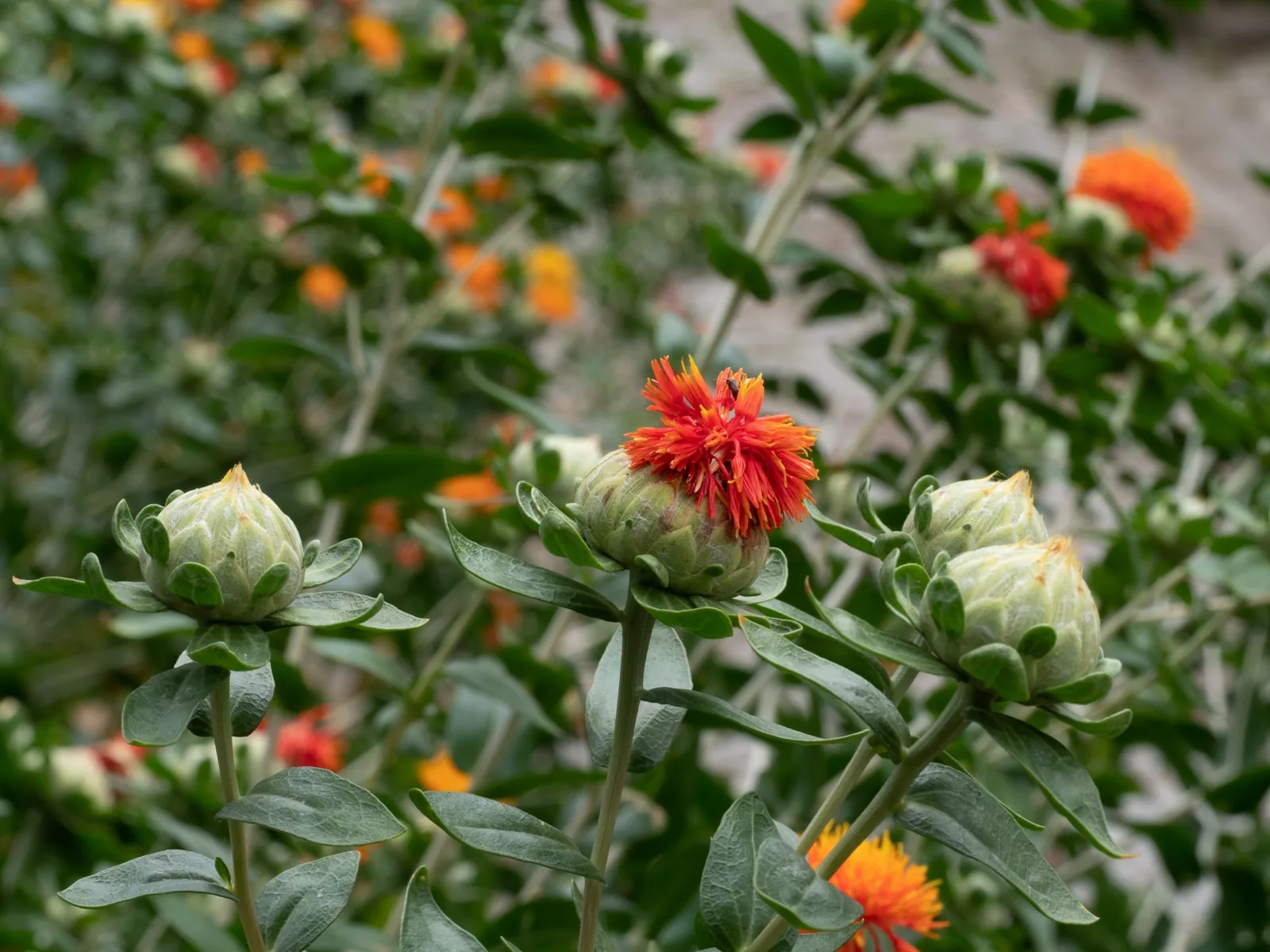 Safflower thistles, prized less for this orange fringe than for the carthamin red hidden underneath it