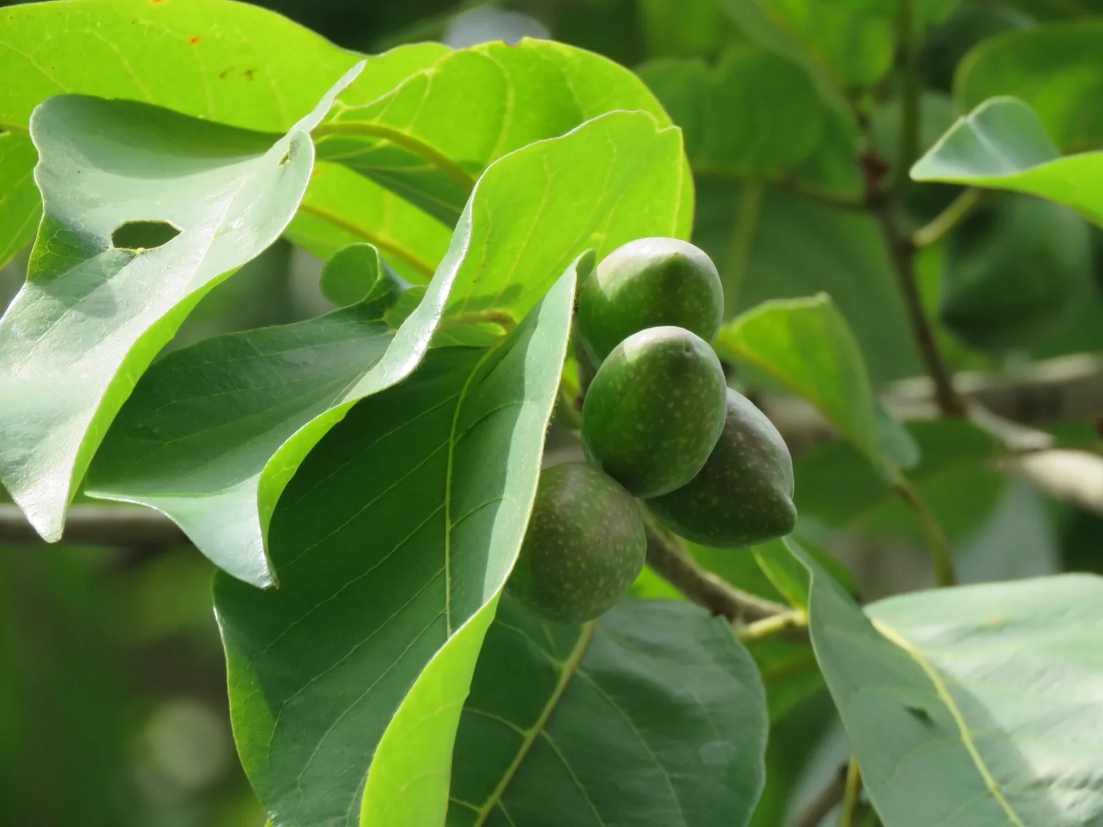 Terminalia chebula fruit still green on the branch, before it is picked and dried