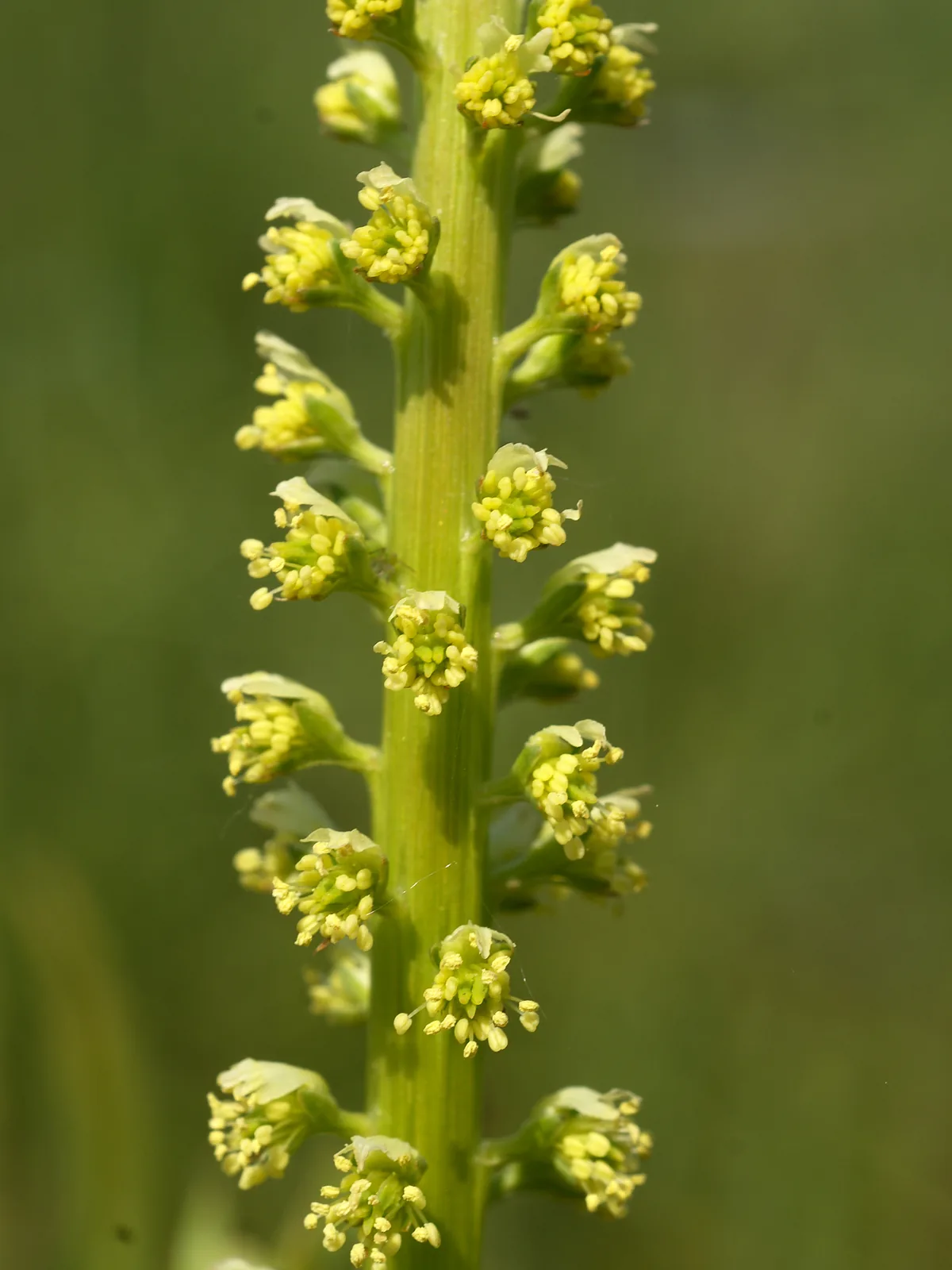 Weld in flower, harvested at this stage for maximum luteolin