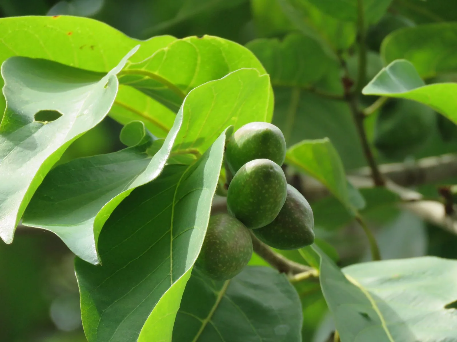 Terminalia chebula, the myrobalan fruit, ripening on the branch