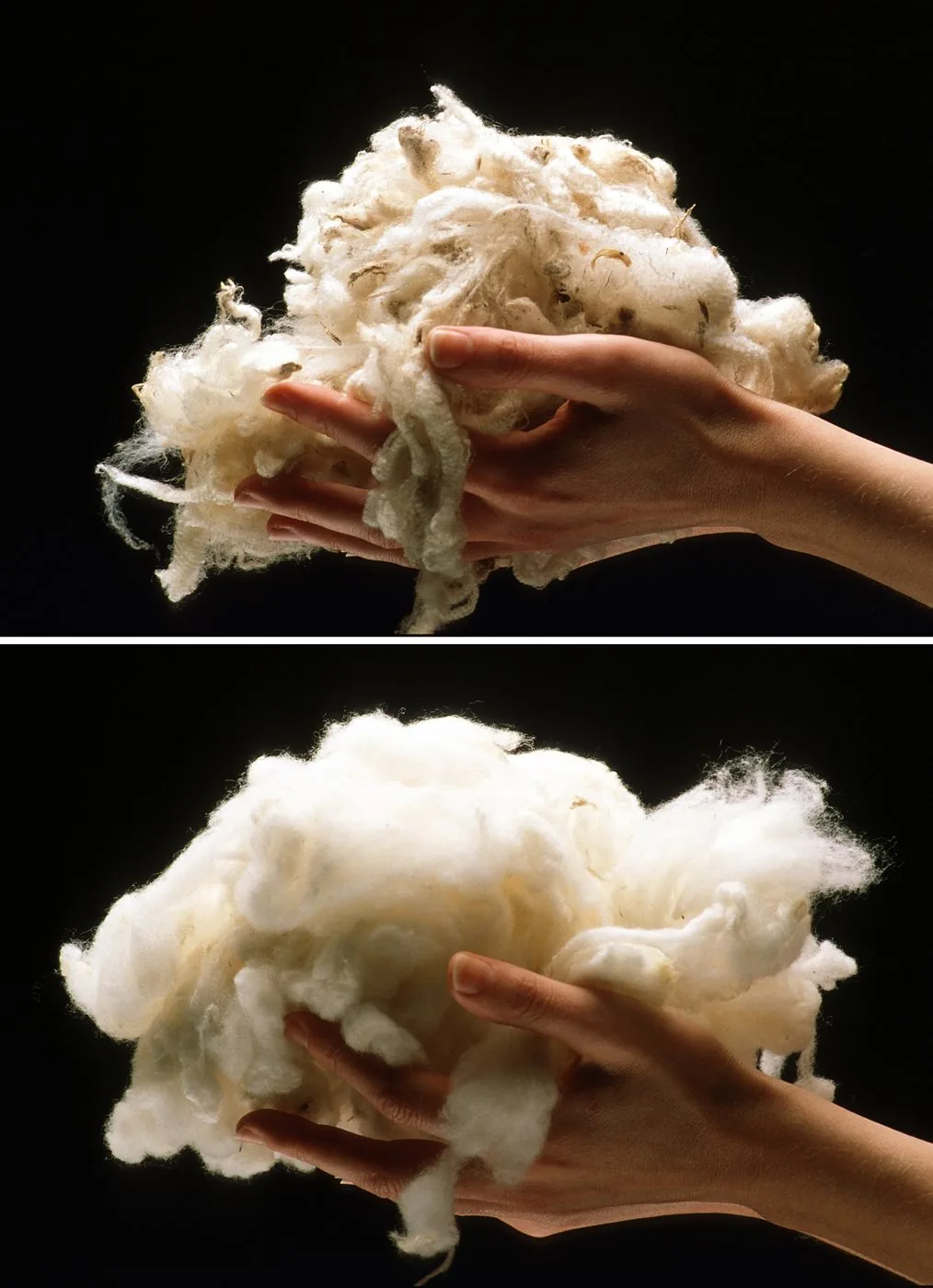 Two-panel comparison of raw wool before and after scouring: greasy, straw-flecked fleece above, cleaned and lofted below