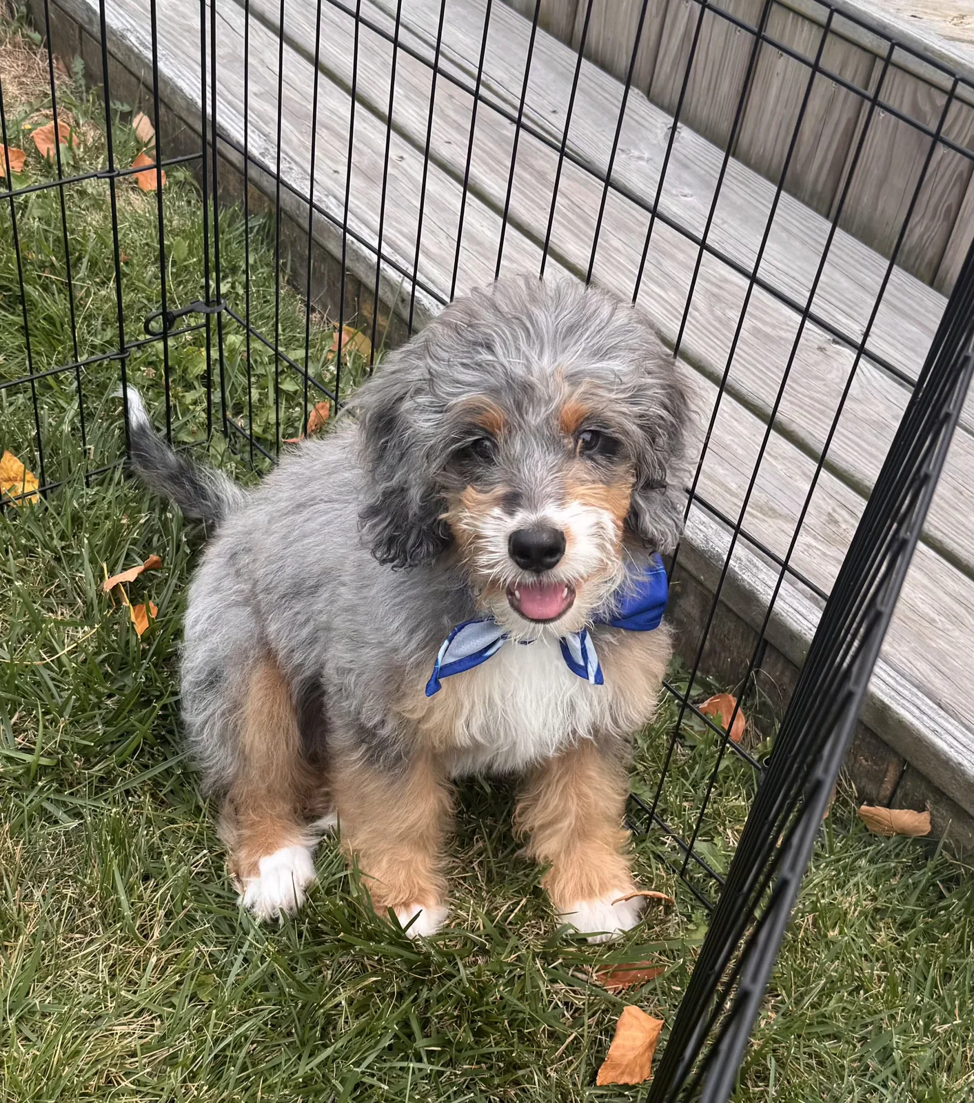 A grey, white, and tan bernedoodle puppy wearing a blue bandana, standing in a grassy exercise pen.